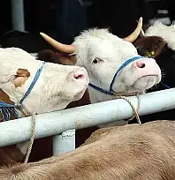 BESİCİLER DİKKAT: 2026 YILI HAYVAN İTHALATI BAŞVURULARI BAŞLIYOR