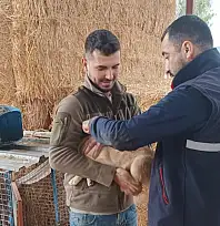 BEYDAĞ'DA KEDİ-KÖPEK ÇİP VE AŞILAMA SÜRÜYOR