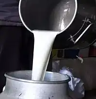 ÇİĞ SÜTTE YENİ FİYAT BELLİ OLDU: ÜRETİCİYE 22,22 LİRA