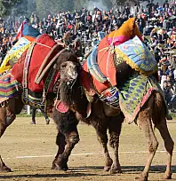 Ege'de Deve Güreşi Heyecanı Başlıyor: Tire Arenası 25 Ocak'ta Yörük Kültürüne Sahne Olacak
