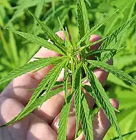 İZMİR DE DAHİL 21 İLDE KENEVİR ÜRETİMİNE RESMİ İZİN VERİLDİ