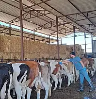 Küçük Menderes Havzası'nda Şap Hastalığı Vakaları Artıyor