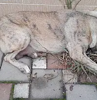 Ödemiş'te Anne Köpeğe Yapılan Eziyet İddiası Yürek Sızlattı