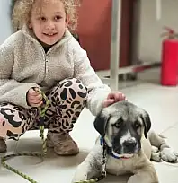 ÖDEMİŞ'TE EVCİL HAYVANLAR İÇİN MİKROÇİP VE KUDUZ AŞISI UYGULAMASI SÜRÜYOR