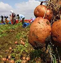 Patateste Fiyat Şoku: Üreticiyle Tüketici Arasındaki Fark Katlanıyor