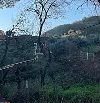 Tire'de ağaç budama çalışmaları yapıldı