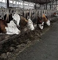 TİRE'DE HAYVAN HAREKETLERİ KISITI KALDIRILDI! ŞAP HASTALIĞI KONTROL ALTINDA