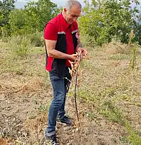 Tire'de Kestane Üretimini Artırmak İçin Fidan Kontrolleri Yapıldı