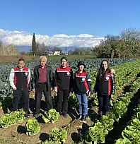 Tire'de kışlık sebze üretimi sahada incelendi