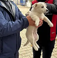 Tire'de Mikroçip ve Kuduz Aşısı Sahada Hızlandı