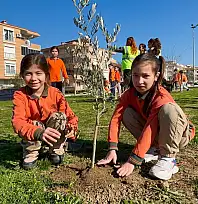 Tire'de Öğrenciler, Zeytin Fidanlarını Toprakla Buluşturdu