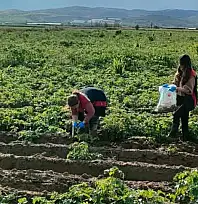 Tire'de patates tarlalarında karantina denetimi: Tarım Müdürlüğü sahada