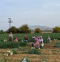 Tire'de Üreticilere Sebze Hastalıkları ve Zararlılar Hakkında Bilgilendirme