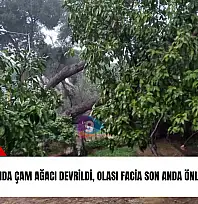 Ulus Meydanı'nda çam ağacı devrildi, olası facia son anda önlendi