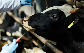 BAYINDIR'DA ŞAP HASTALIĞI TAMAMEN SÖNDÜRÜLDÜ