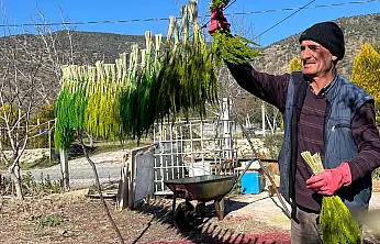 BAYINDIR NERGİS KOKACAK: NERGİS ve KURU ÇİÇEK FESTİVALİ BAŞLIYOR