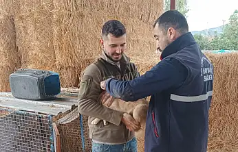 BEYDAĞ'DA KEDİ-KÖPEK ÇİP VE AŞILAMA SÜRÜYOR