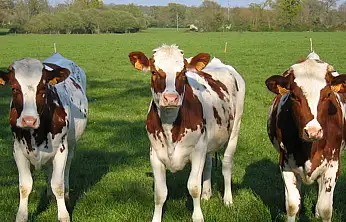Damızlık birliğinden yağış mağduru üreticilere destek