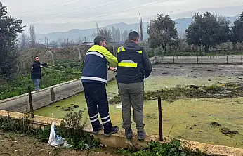 HAVUZDA MAHSUR KALAN TİLKİYİ TİRE BELEDİYESİ EKİPLERİ KURTARDI