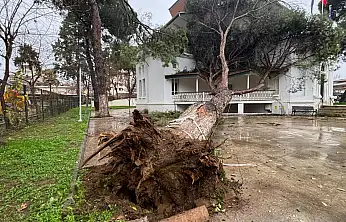 İZMİR BÜYÜKŞEHİR'İN ÖDEMİŞ'TEKİ HİZMET BİNASINA ASIRLIK AĞAÇ DEVRİLDİ