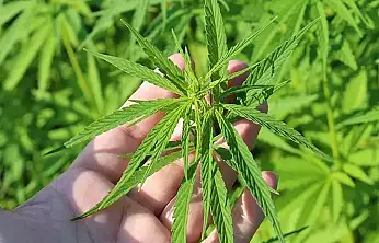 İZMİR DE DAHİL 21 İLDE KENEVİR ÜRETİMİNE RESMİ İZİN VERİLDİ