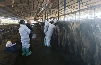 Kiraz'da Hayvan Sağlığı İçin Rutin Kan Numunesi Alımı Yapıldı