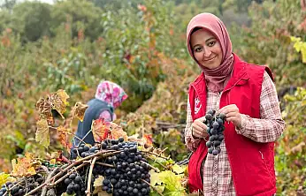 Kızıloba Köy Ofisi Üzüm Hasadında