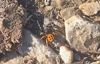 Ödemiş Bozdağ'da Nadir Görülen 'Uğur Böceği Örümceği' Gözlendi