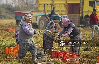 ÖDEMİŞ OVASI'NDA KIŞ PATATESİ HASADI BAŞLADI