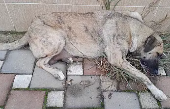 Ödemiş'te Anne Köpeğe Yapılan Eziyet İddiası Yürek Sızlattı