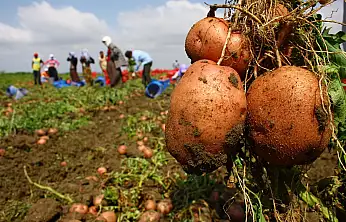 Patateste Fiyat Şoku: Üreticiyle Tüketici Arasındaki Fark Katlanıyor