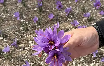 Terasın Üstünde Yeşeren Umut: Ülkü Ocakları'nda Safran Hasadı