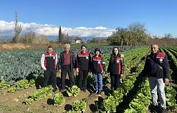 Tire'de kışlık sebze üretimi sahada incelendi