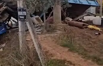 Tire'de Korkutan Traktör Kazası