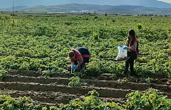 Tire'de patates tarlalarında karantina denetimi: Tarım Müdürlüğü sahada