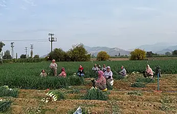 Tire'de Üreticilere Sebze Hastalıkları ve Zararlılar Hakkında Bilgilendirme