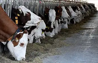 Türkiye Genelinde Hayvan Pazarlarına Geçici Kilit – Şap Salgınına Karşı Acil Önlem