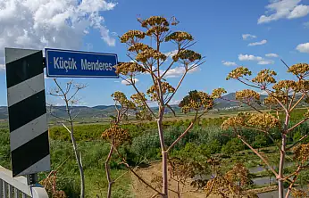 ZEYTİNLİKLER KAZANDI, MADEN DURDU