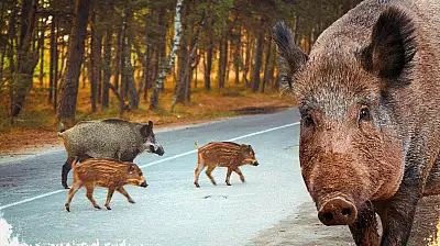 AYDIN'DA BİR KASAPTAN ŞAŞIRTAN HAREKET: BABASININ HAYRINA 500 KİLO DOMUZ ETİ DAĞITTI