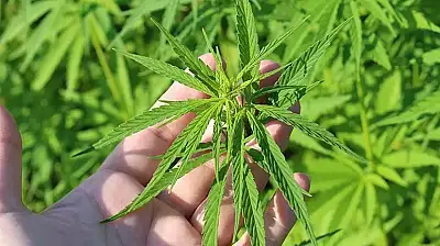 İZMİR DE DAHİL 21 İLDE KENEVİR ÜRETİMİNE RESMİ İZİN VERİLDİ