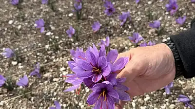 Terasın Üstünde Yeşeren Umut: Ülkü Ocakları'nda Safran Hasadı