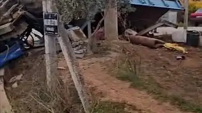 Tire'de Korkutan Traktör Kazası