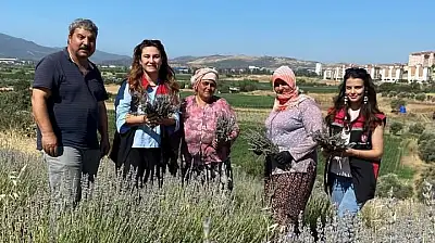 Tire'de Lavanta Hasadı Başladı: TOKİ Mahallesi'nde Organik Üretim Dikkat Çekiyor