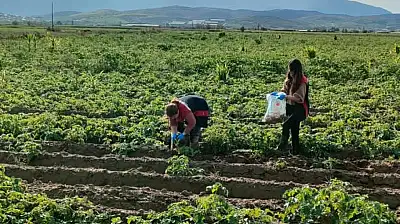 Tire'de patates tarlalarında karantina denetimi: Tarım Müdürlüğü sahada