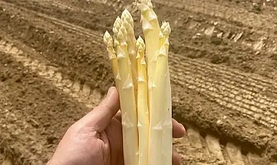 Ödemiş'te Beyaz Kuşkonmaz Dikimi Başladı