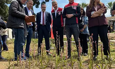 Ödemiş' te Salep Üretimi İçin Deneme Çalışması Gerçekleştirildi