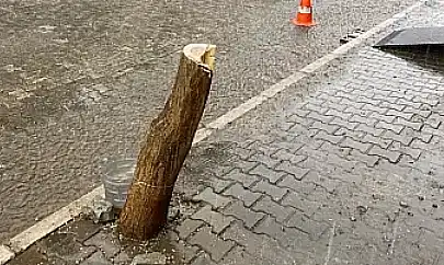 Tire Belediyesi katledilen ağacın yerine yenisini dikti