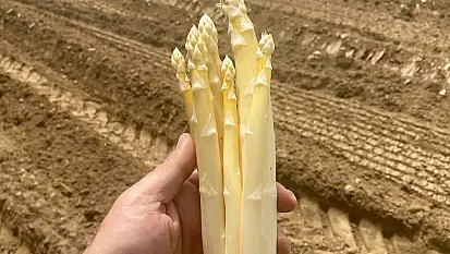 Ödemiş'te Beyaz Kuşkonmaz Dikimi Başladı