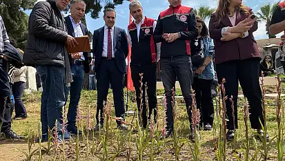 Ödemiş' te Salep Üretimi İçin Deneme Çalışması Gerçekleştirildi