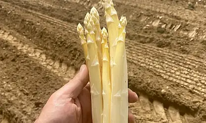Ödemiş'te Beyaz Kuşkonmaz Dikimi Başladı